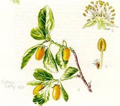 زردآلوی وحشی